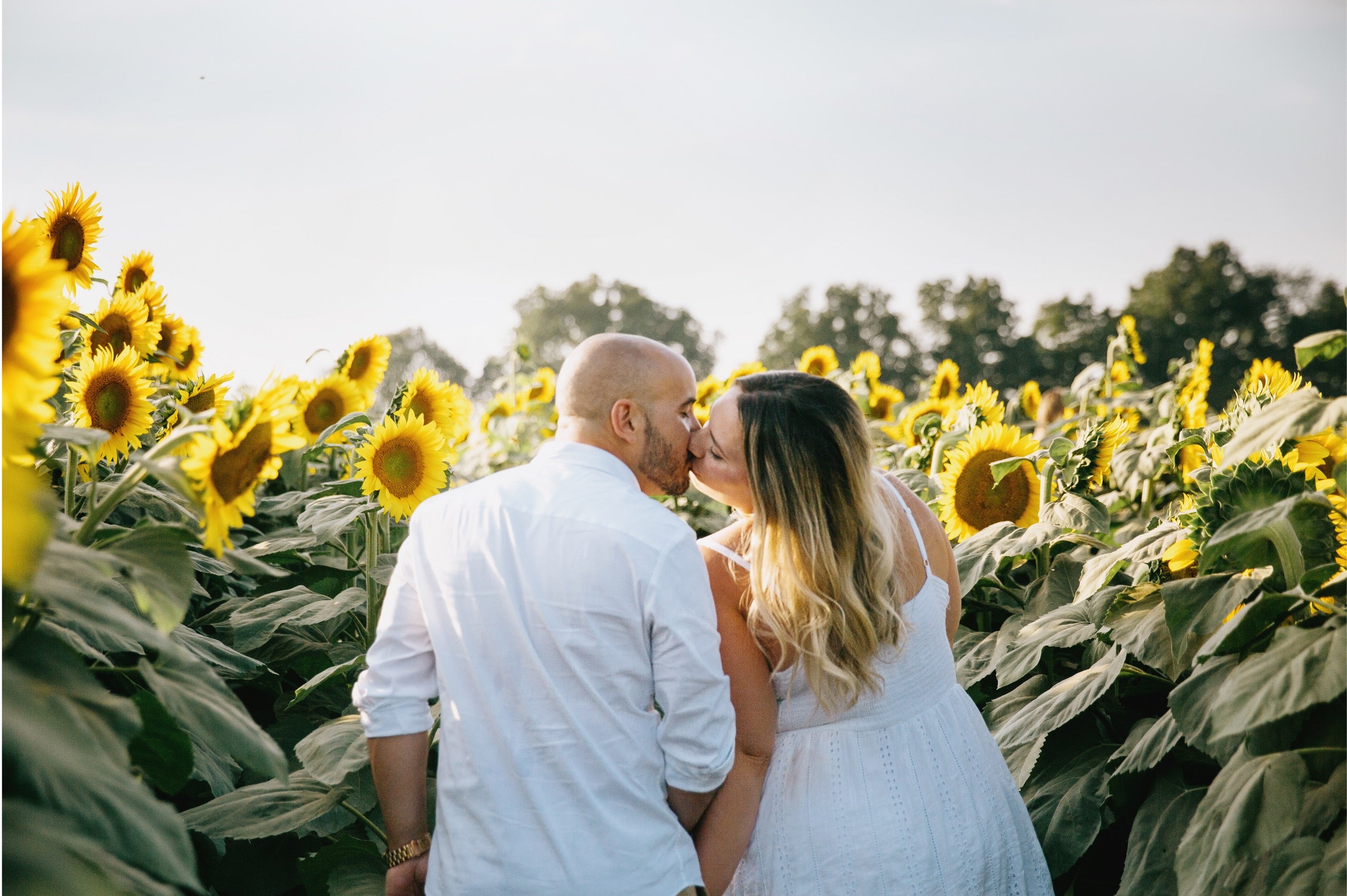 A couple embracing and kissing in a sunflower field, seen from behind. The man wears a white button-down shirt, and the woman wears a white sleeveless dress.