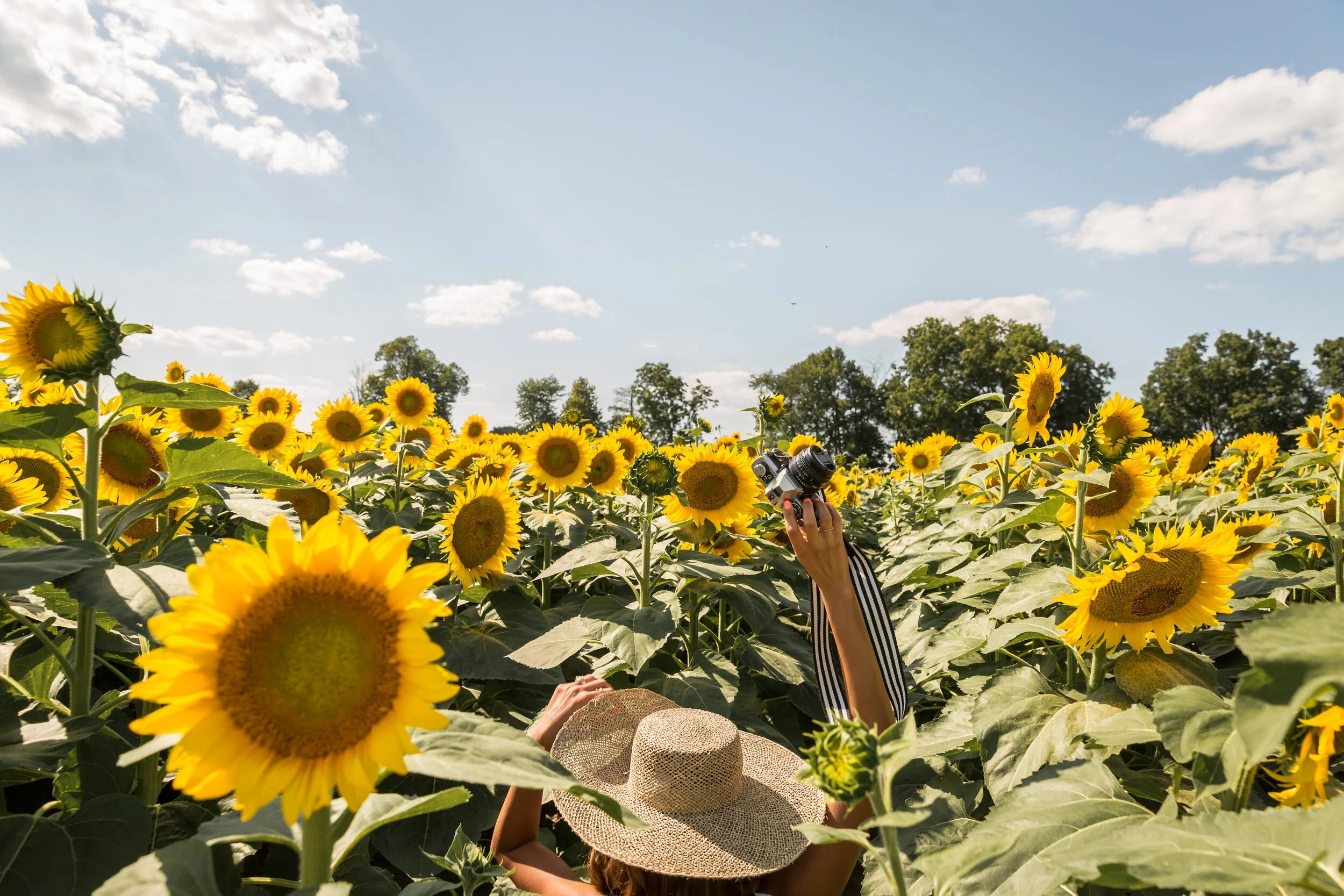 Photographer's hand holding a camera in a sunflower field, Dubai photography